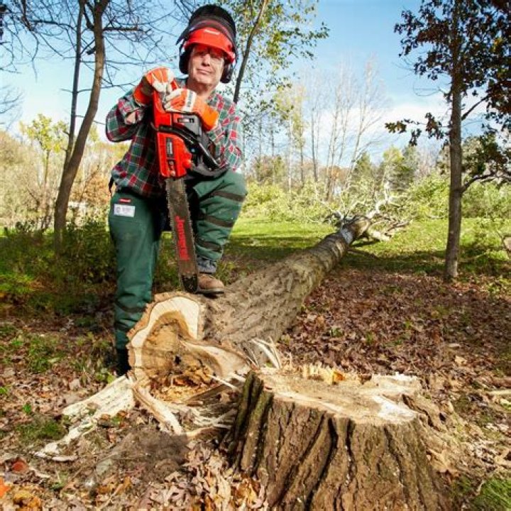 How much does it cost to cut down a fallen tree?